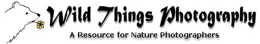 Wild Things Photo Logo