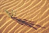 sand, tracks and sage